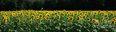 Sunflowers Photos - A field of sunflowers panoramic by Mike Nellums