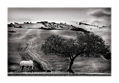 Textured Letters - A Horse and an Olive Tree by Mal Bray