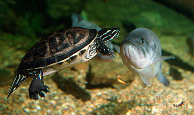 Legendary And Mythic Creatures Rights Managed Images - A large mouthed bass and a chicken turtle in aquarium in Cape Co Royalty-Free Image by Matt Suess