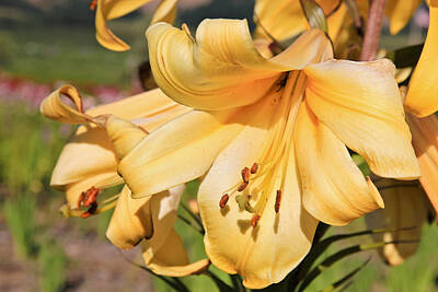 Lilies Photos - Abundance of Yellow by Athena Mckinzie