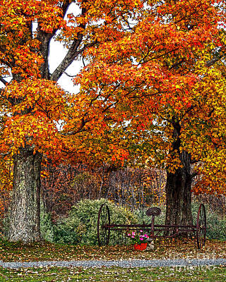 Feathers - Adirondack Autumn Beauty by Diane E Berry
