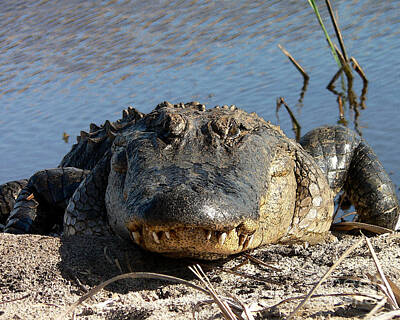 Reptiles Photo Royalty Free Images - Alligator Approach - Digital Art Royalty-Free Image by Al Powell Photography USA