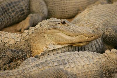 Reptiles Photos - Alligators by Don Hammond