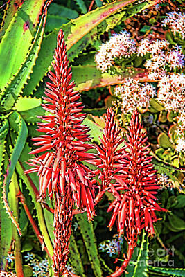 Lilies Digital Art - Aloe Vera Barbadensis Flower in Bloom by Mariola Bitner