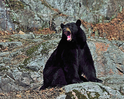 Landmarks Photos - American Black Bear by Tony Beck