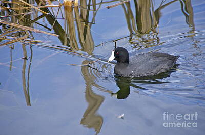 Revolutionary War Art - American Coot by Sean Griffin