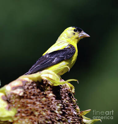 Giuseppe Cristiano Royalty Free Images - American Goldfinch Royalty-Free Image by Ronald Grogan