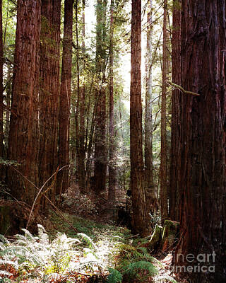 Laura Iverson Photos - Ancient Redwoods and Ferns by Laura Iverson