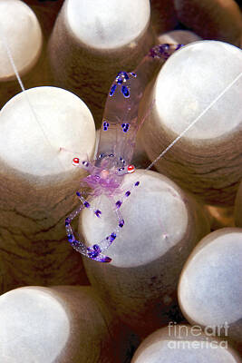 Kim Fearheiley Photography Royalty Free Images - Anemone Shrimp On Its Host, Papua New Royalty-Free Image by Terry Moore
