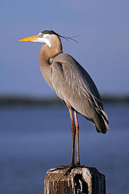David Bowie Royalty Free Images - Ardea Herodias Royalty-Free Image by Juergen Roth
