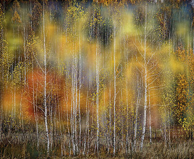 Sheep - Autumn Impression by Vladimir Kholostykh
