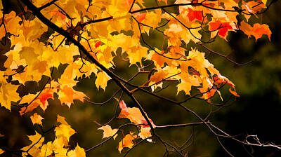 Randall Nyhof Royalty-Free and Rights-Managed Images - Autumn Maple Leaves by Randall Nyhof