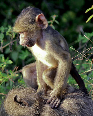 Norman Rockwell Rights Managed Images - Baboon Baby Royalty-Free Image by Ronel BRODERICK