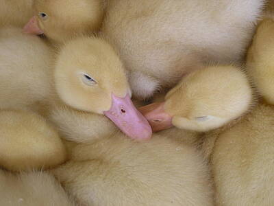 Animal Tees - Baby Ducks by Randy J Heath