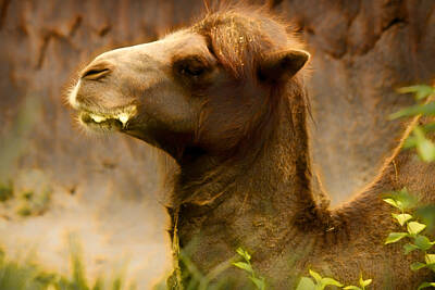 Astronaut Photos - Bactrian Camel by Linda Tiepelman