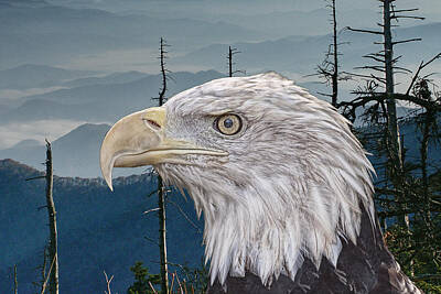 Randall Nyhof Royalty-Free and Rights-Managed Images - Bald Eagle in the Mountains by Randall Nyhof