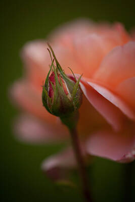 Roses Photos - Beautiful Potential by Mike Reid