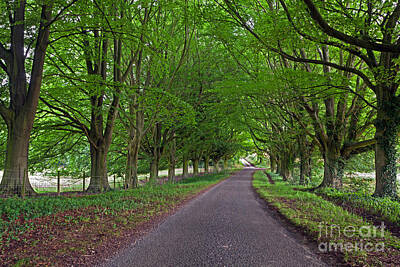 Vintage Signs - Beech tree lined country road by Richard Thomas