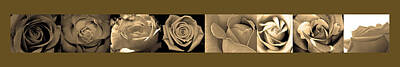 Roses Photos - Beige roses by Sumit Mehndiratta