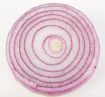 James Bo Insogna Royalty-Free and Rights-Managed Images - Bermuda Onion Spiral by James BO Insogna