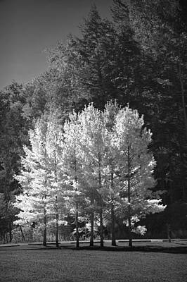 Randall Nyhof Royalty-Free and Rights-Managed Images - Black and White Photograph of trees near the Little Manistee River by Randall Nyhof