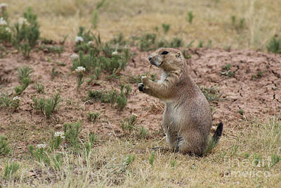 Western Buffalo Royalty Free Images - Black tailed prairie dog Royalty-Free Image by Adam Long