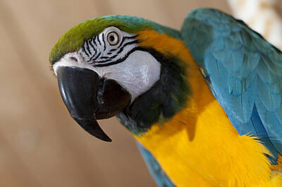 Maps Rights Managed Images - Blue and Gold Macaw 3 Royalty-Free Image by Steven Natanson