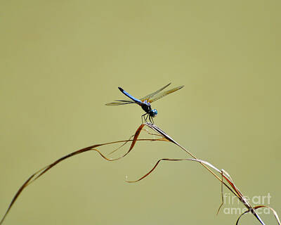 Edward Hopper - Blue Dasher Dragonfly by Al Powell Photography USA