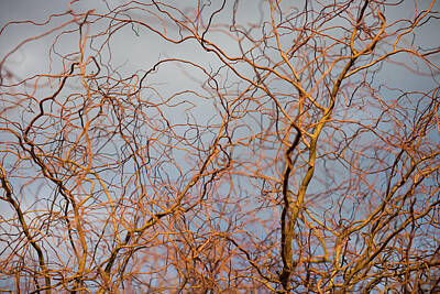 Sunflowers Rights Managed Images - Branches caught by the sun Royalty-Free Image by Olivier De Rycke