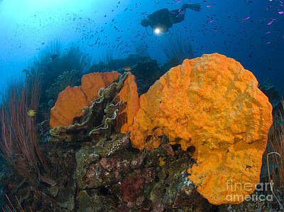 Animals And Earth - Bright Orange Sponge With Diver by Steve Jones