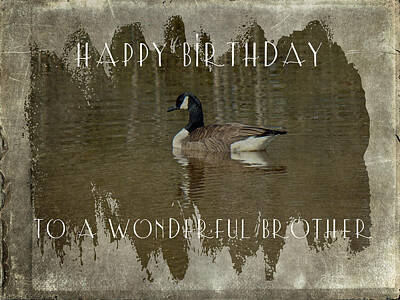 Rights Managed Images - Brother Birthday Greeting Card - Canada Goose Royalty-Free Image by Carol Senske