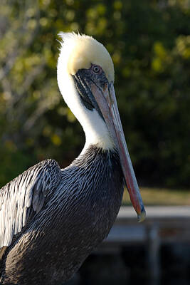 Keith Richards - Brown Pelican at Rest by Ed Gleichman