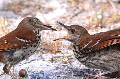 Target Project 62 Abstract - Brown Thrasher - Feed the Baby Bird by Travis Truelove