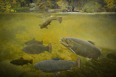 Randall Nyhof Royalty-Free and Rights-Managed Images - Brown Trout in a Stream by Randall Nyhof