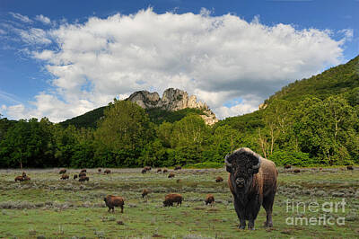 Target Threshold Painterly Royalty Free Images - Buffalo at Seneca Rocks WV Royalty-Free Image by Dan Friend