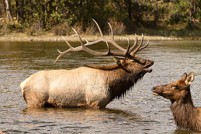 James Bo Insogna Photo Rights Managed Images - Bugling Bull Elk and Female Cow in Estes Lake  CO  Royalty-Free Image by James BO Insogna