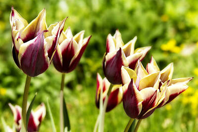 Rustic Cabin - Burgundy Yellow Tulips by James BO Insogna