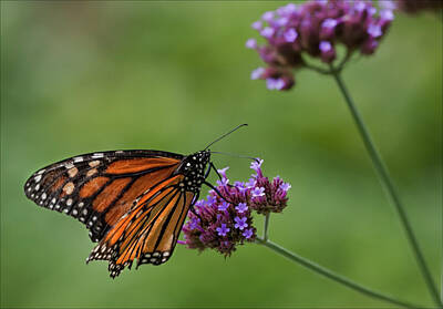 Wine Down Rights Managed Images - Butterfly with Broken Wing 3 Royalty-Free Image by Robert Ullmann