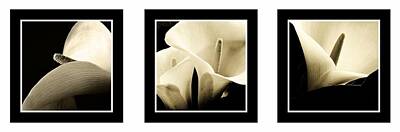 Lilies Royalty Free Images - Calla Lilies Royalty-Free Image by Sumit Mehndiratta