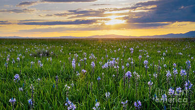Landscapes Royalty-Free and Rights-Managed Images - Camas Fields by Idaho Scenic Images Linda Lantzy