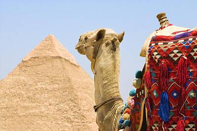 Distressed Us Flags Royalty Free Images - Camel Near A Pyramid, Giza, Egypt Royalty-Free Image by Chris Knorr