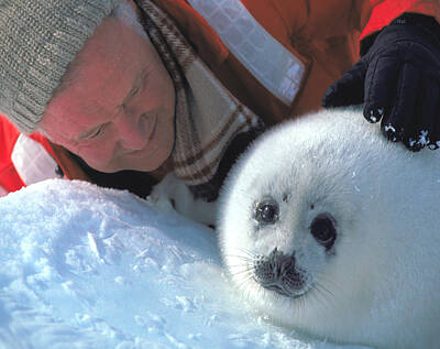 Ocean Diving - Carl with Baby Harp Seal by Carl Purcell