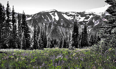 Scifi Portrait Collection Royalty Free Images - Cascade Range Meadow Royalty-Free Image by David Patterson