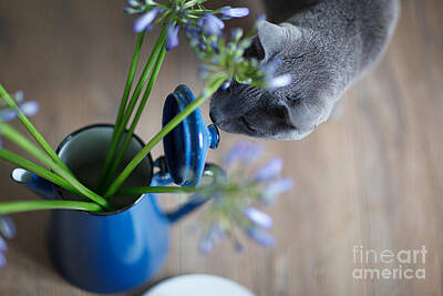 Mammals Photos - Cat and Flowers by Nailia Schwarz