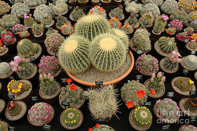 Grimm Fairy Tales Royalty Free Images - Chelsea Flower Show cacti display Royalty-Free Image by Mike Nellums