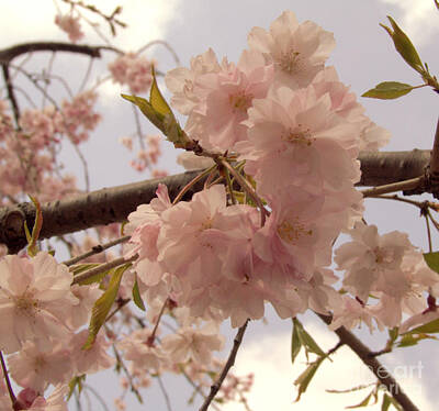 Parks Royalty Free Images - Cherry Blossom 2 Royalty-Free Image by Andrea Anderegg