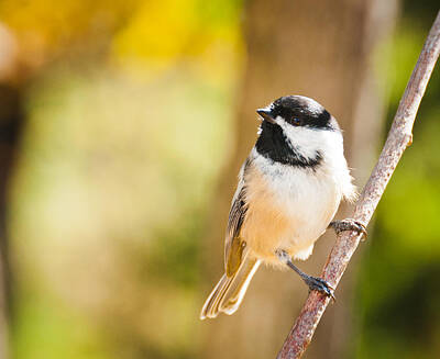 Animal Paintings James Johnson Royalty Free Images - Chickadee Royalty-Free Image by Cheryl Baxter