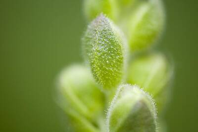 Achieving - Close-up Of Flower Buds by Craig Tuttle