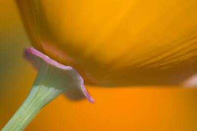 Irish Leprechauns - Close Up Of Poppy by Craig Tuttle