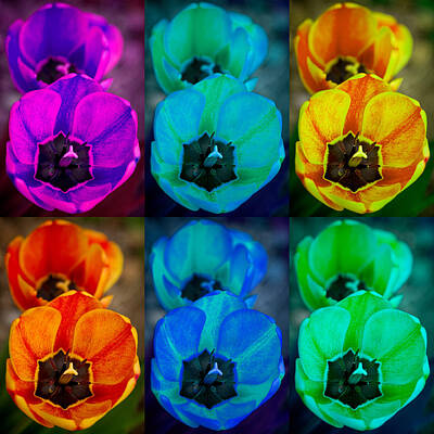 James Bo Insogna Royalty-Free and Rights-Managed Images - Colorful Tulip Collage by James BO Insogna